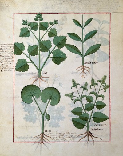 Marshmallow and Hastula Regia. Bottom Row: Asarabacca and Speedwell, Illustration from The Simple Book of Medicines by Matteaus Platearius by Robinet Testard